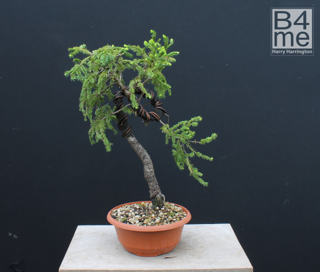 spruce bonsai bending
